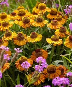 Roots Plants Helenium 'Short N Sassy'