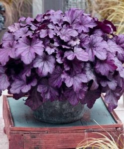 Roots Plants Perennials Heuchera 'Wildberry'