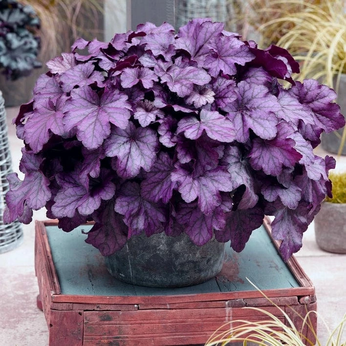 Roots Plants Perennials Heuchera 'Wildberry' 3 Roots Plants Perennials Heuchera 'Wildberry'