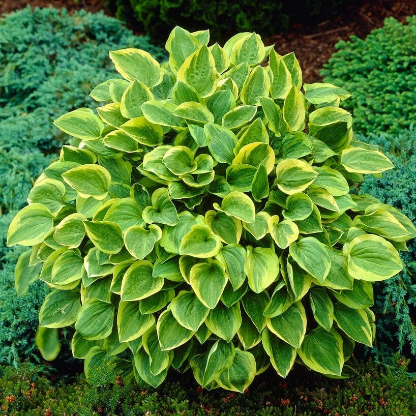 Roots Plants Hosta 'Gold Tiara' 3 Roots Plants Hosta 'Gold Tiara'