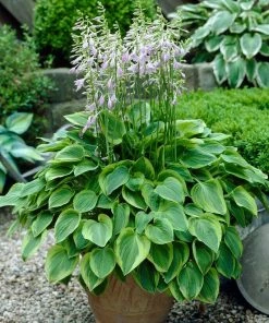 Roots Plants Hosta 'Gold Tiara' 8 Roots Plants Hosta 'Gold Tiara'