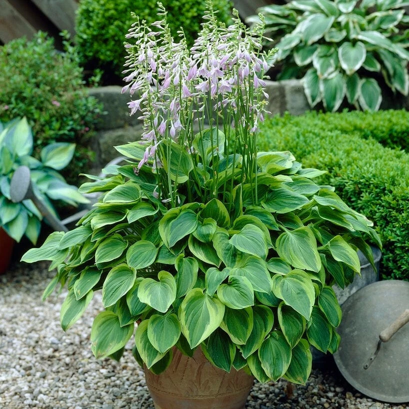 Roots Plants Hosta 'Gold Tiara' 5 Roots Plants Hosta 'Gold Tiara'
