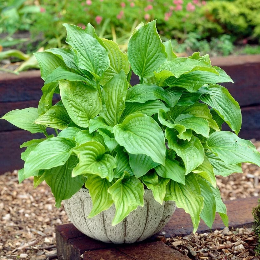 Roots Plants Hosta 'Royal Standard' Perennials 3 Roots Plants Hosta 'Royal Standard' Perennials