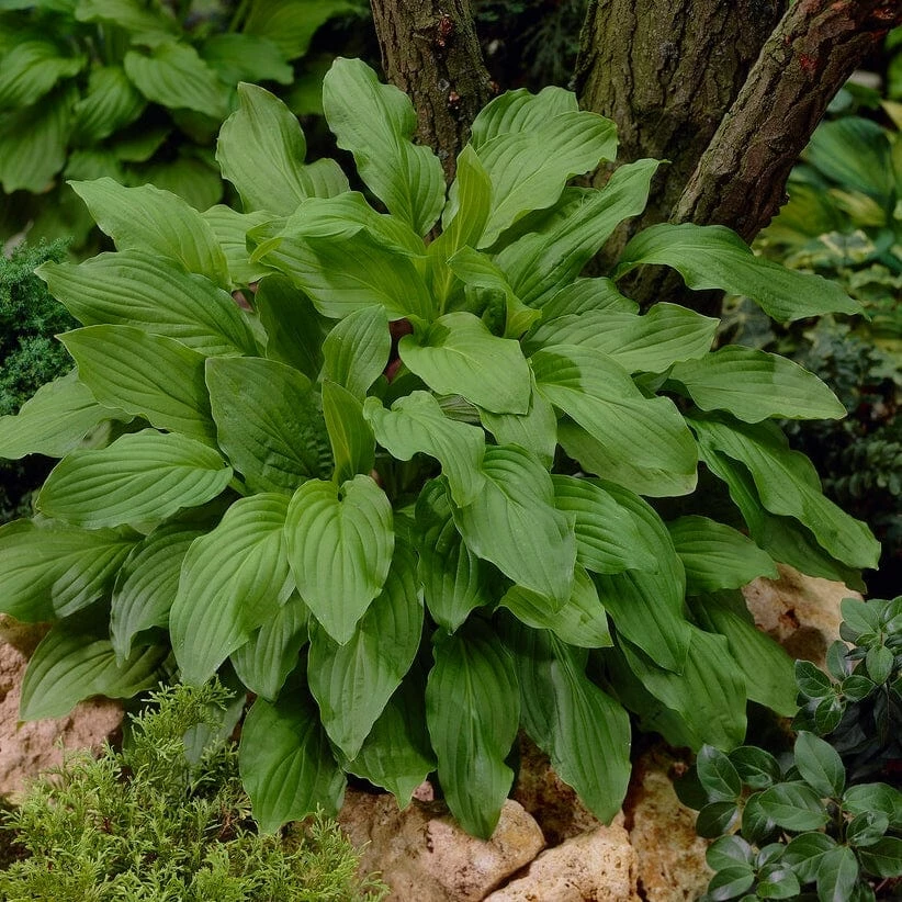 Roots Plants Hosta 'Royal Standard' Perennials 4 Roots Plants Hosta 'Royal Standard' Perennials