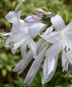 Roots Plants Hosta 'Royal Standard' Perennials 7 Roots Plants Hosta 'Royal Standard' Perennials