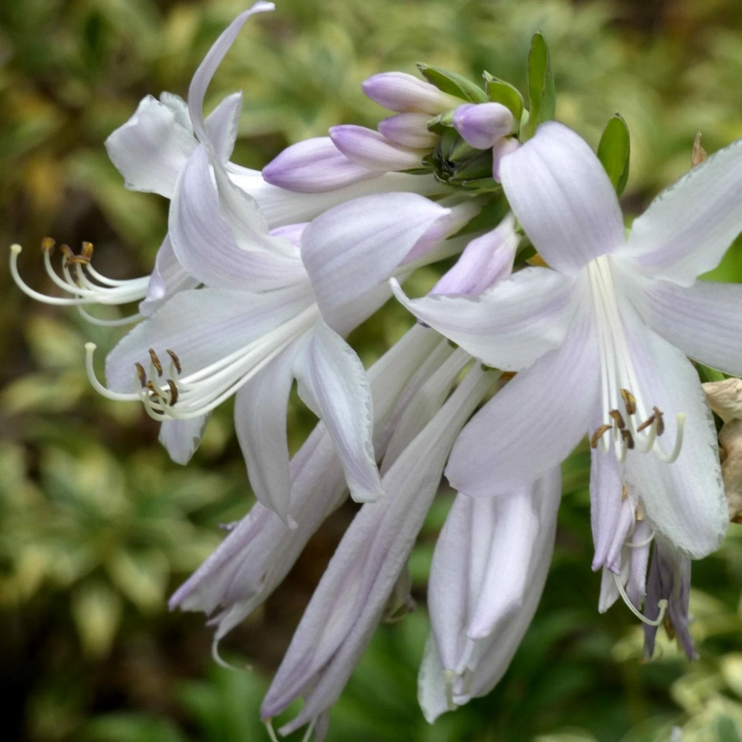 Roots Plants Hosta 'Royal Standard' Perennials 5 Roots Plants Hosta 'Royal Standard' Perennials
