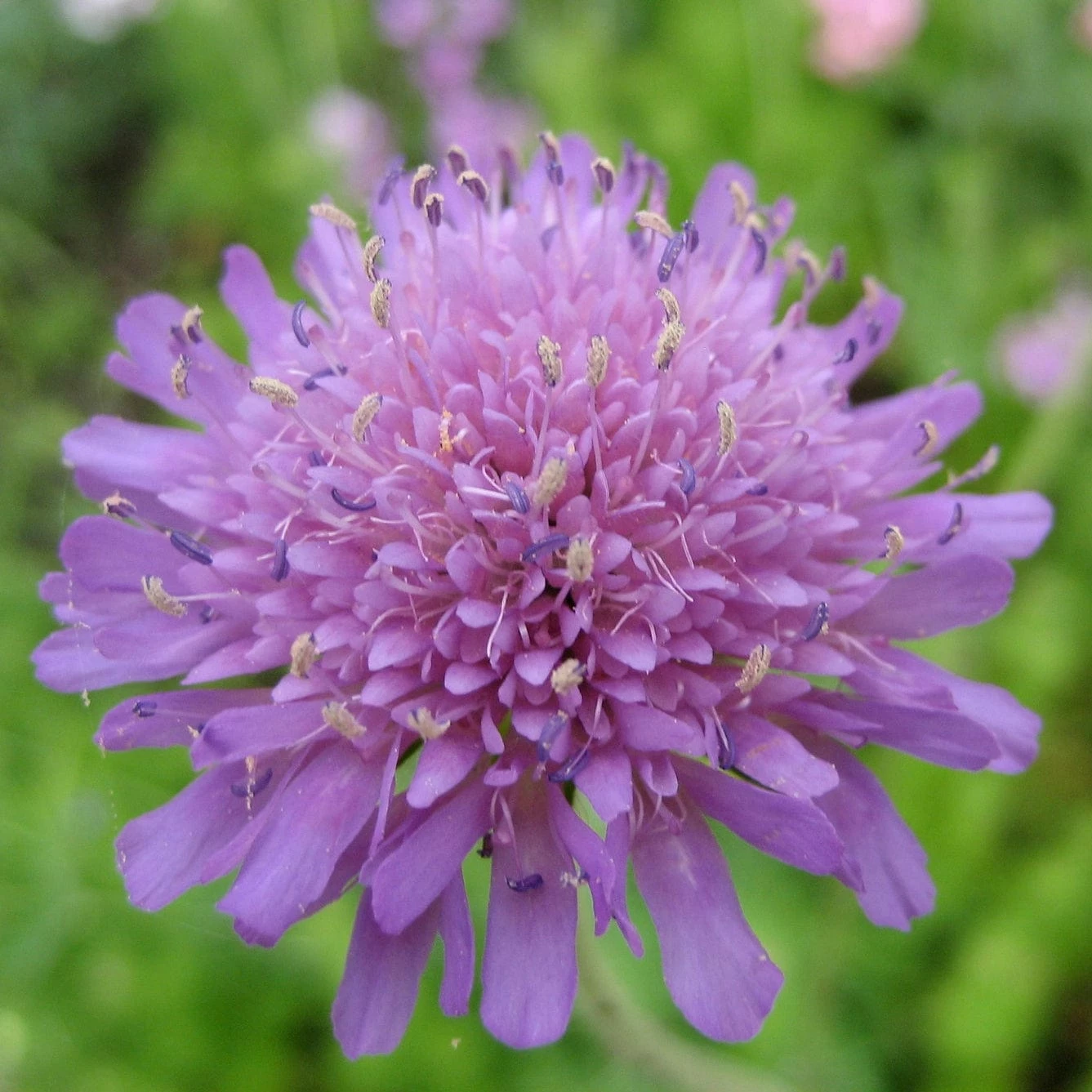 Roots Plants Perennials Knautia 'Melton Pastels' 4 Roots Plants Perennials Knautia 'Melton Pastels'