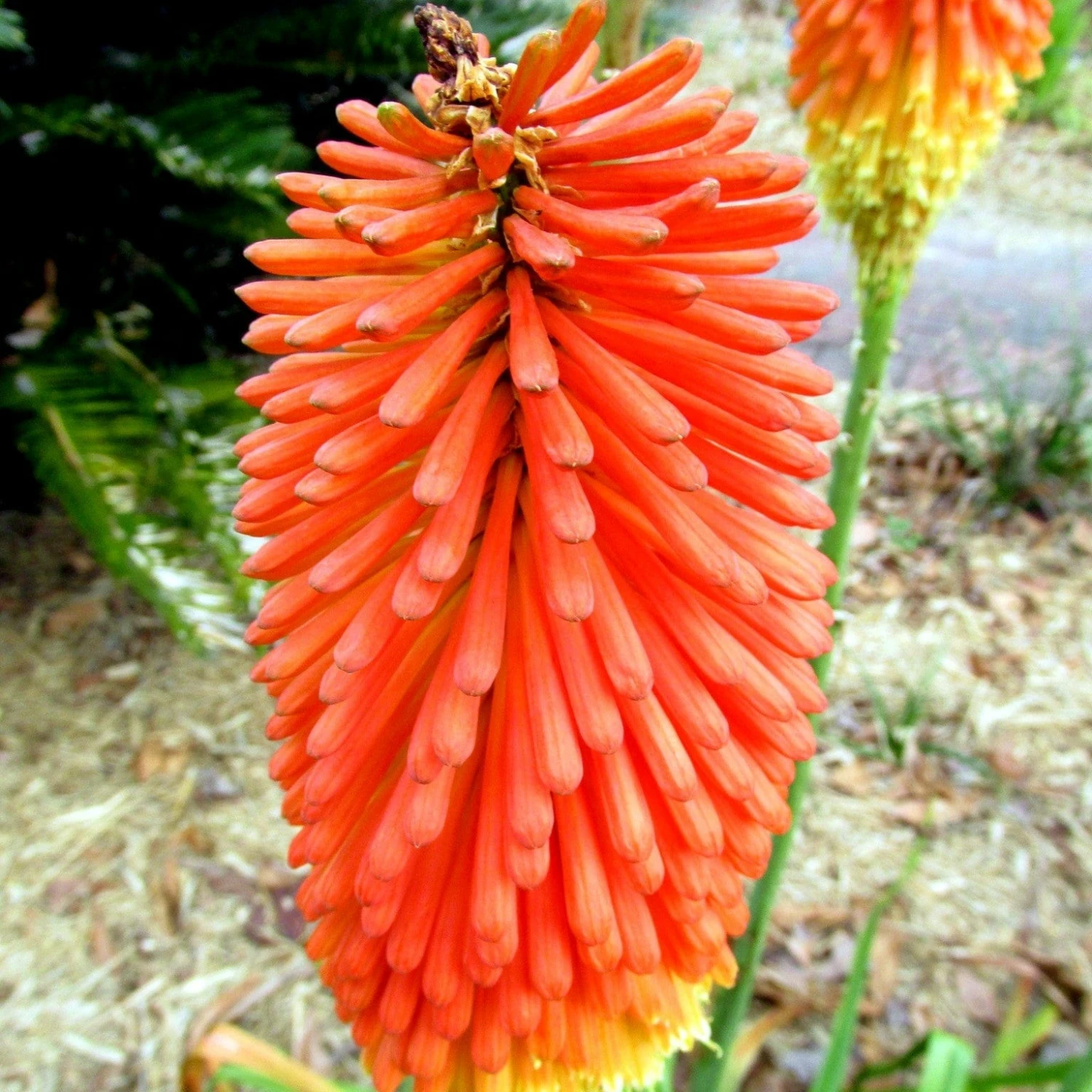 Roots Plants Kniphofia 'Pyromania Orange Blaze' Perennials 7 Roots Plants Kniphofia 'Pyromania Orange Blaze' Perennials