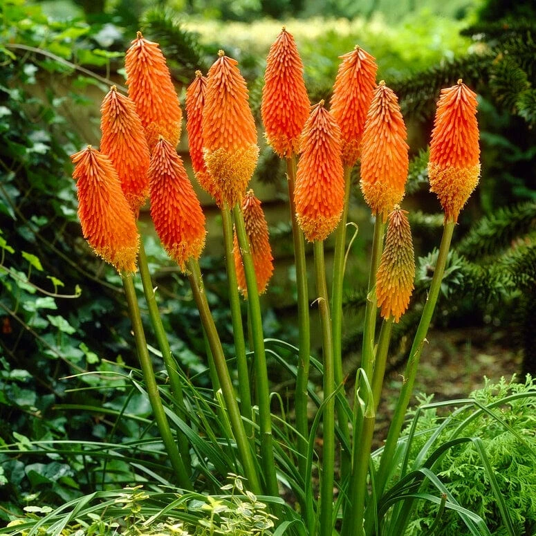 Roots Plants Kniphofia 'Pyromania Orange Blaze' Perennials 3 Roots Plants Kniphofia 'Pyromania Orange Blaze' Perennials
