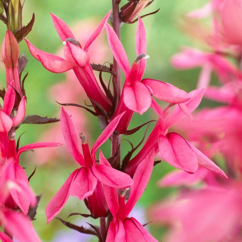 Roots Plants Perennials Lobelia 'Starship Rose' 3 Roots Plants Perennials Lobelia 'Starship Rose'