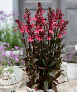 Roots Plants Perennials Lobelia 'Starship Rose' 8 Roots Plants Perennials Lobelia 'Starship Rose'