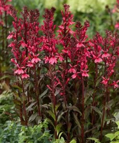 Roots Plants Perennials Lobelia 'Starship Rose' 9 Roots Plants Perennials Lobelia 'Starship Rose'