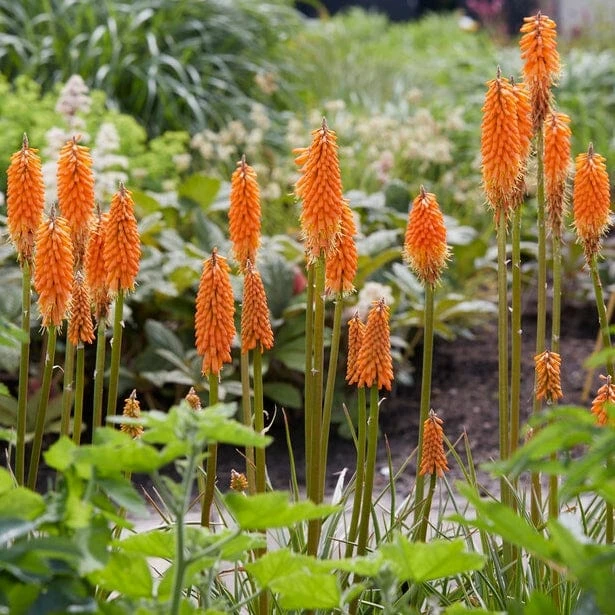 Roots Plants Kniphofia 'Pyromania Orange Blaze' Perennials 8 Roots Plants Kniphofia 'Pyromania Orange Blaze' Perennials