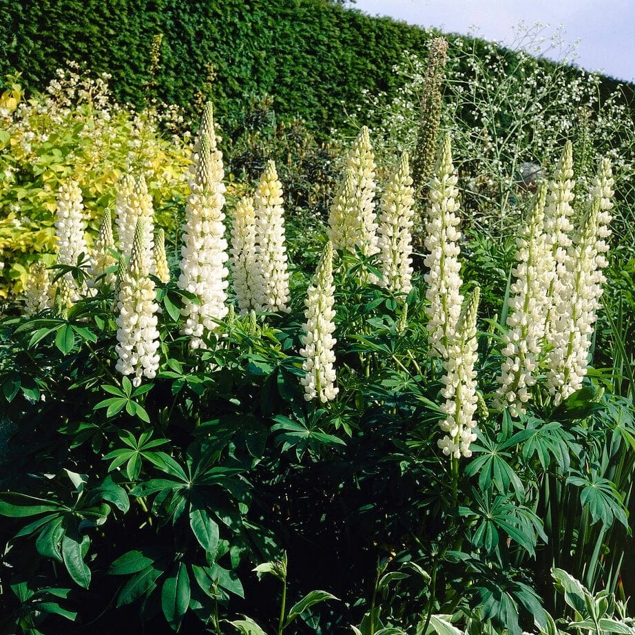 Roots Plants Lupin 'White' Perennials 3 Roots Plants Lupin 'White' Perennials