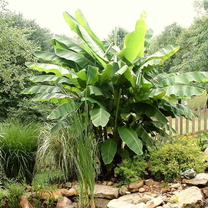 Roots Plants Musa 'basjoo' 4 Roots Plants Musa 'basjoo'