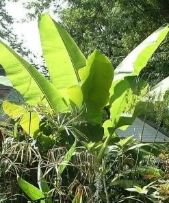 Roots Plants Musa 'basjoo' 10 Roots Plants Musa 'basjoo'