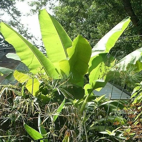 Roots Plants Musa 'basjoo' 5 Roots Plants Musa 'basjoo'