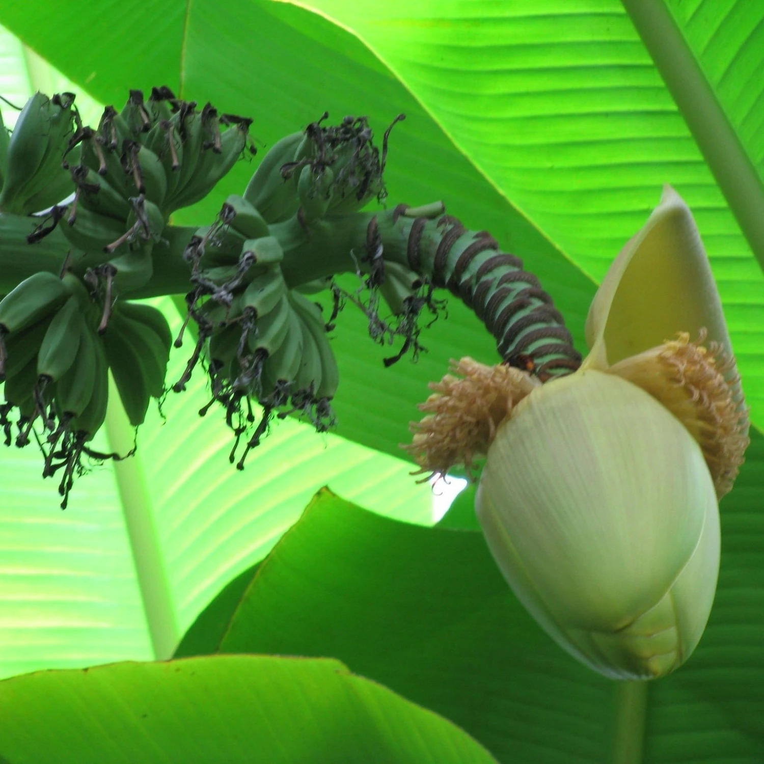 Roots Plants Musa 'basjoo' 6 Roots Plants Musa 'basjoo'