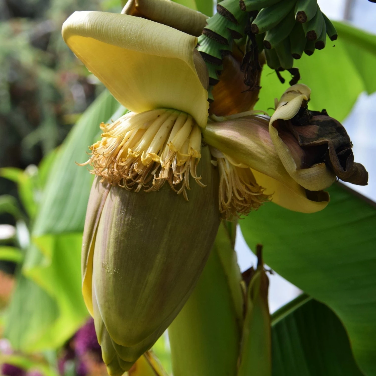 Roots Plants Musa 'basjoo' 7 Roots Plants Musa 'basjoo'