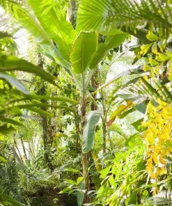 Roots Plants Musa 'basjoo' 13 Roots Plants Musa 'basjoo'