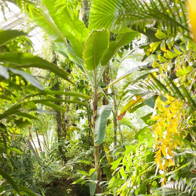 Roots Plants Musa 'basjoo' 8 Roots Plants Musa 'basjoo'