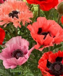 Roots Plants Papaver'Collection - 6 X 10.5cm Plants'