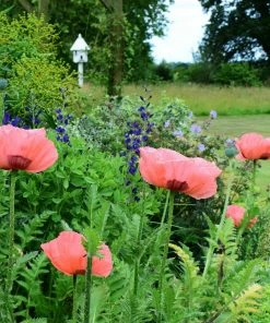 Roots Plants Cottage Garden Plants Collection