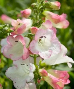 Roots Plants Penstemon 'Phoenix Appleblossom' Perennials