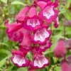 Roots Plants Penstemon 'Phoenix Magenta'