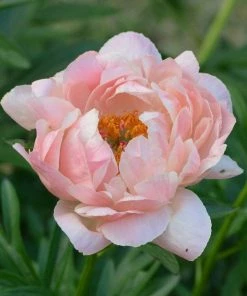 Roots Plants Peony 'Coral Charm' 12 Roots Plants Peony 'Coral Charm'