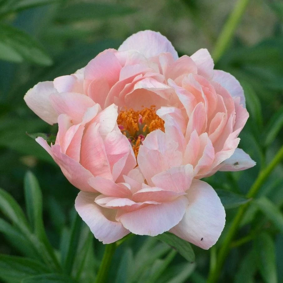 Roots Plants Peony 'Coral Charm' 7 Roots Plants Peony 'Coral Charm'
