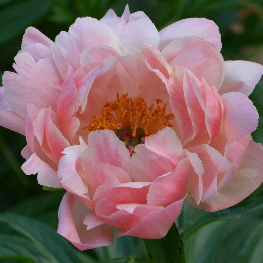 Roots Plants Peony 'Coral Charm' 4 Roots Plants Peony 'Coral Charm'
