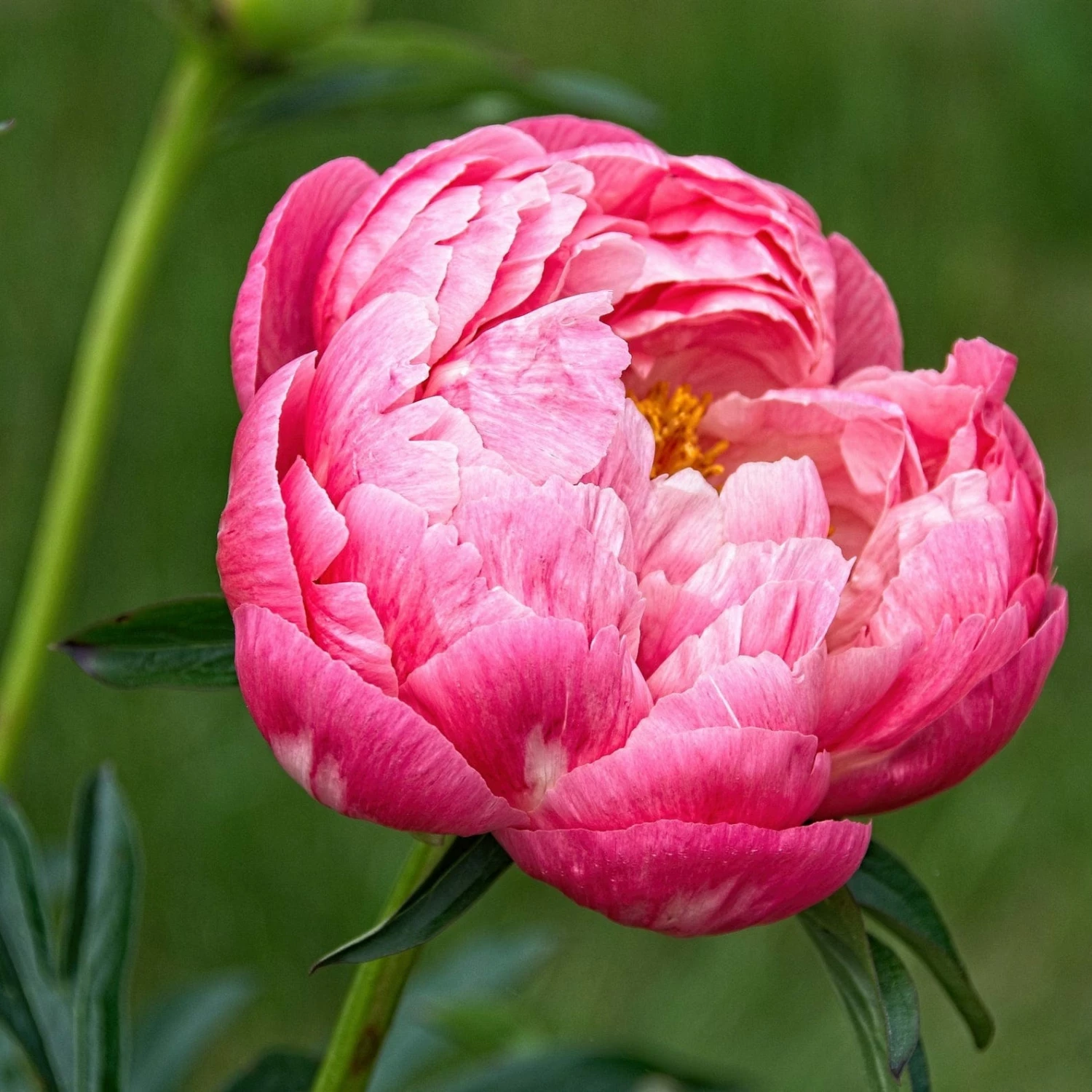 Roots Plants Peony 'Coral Charm' 3 Roots Plants Peony 'Coral Charm'