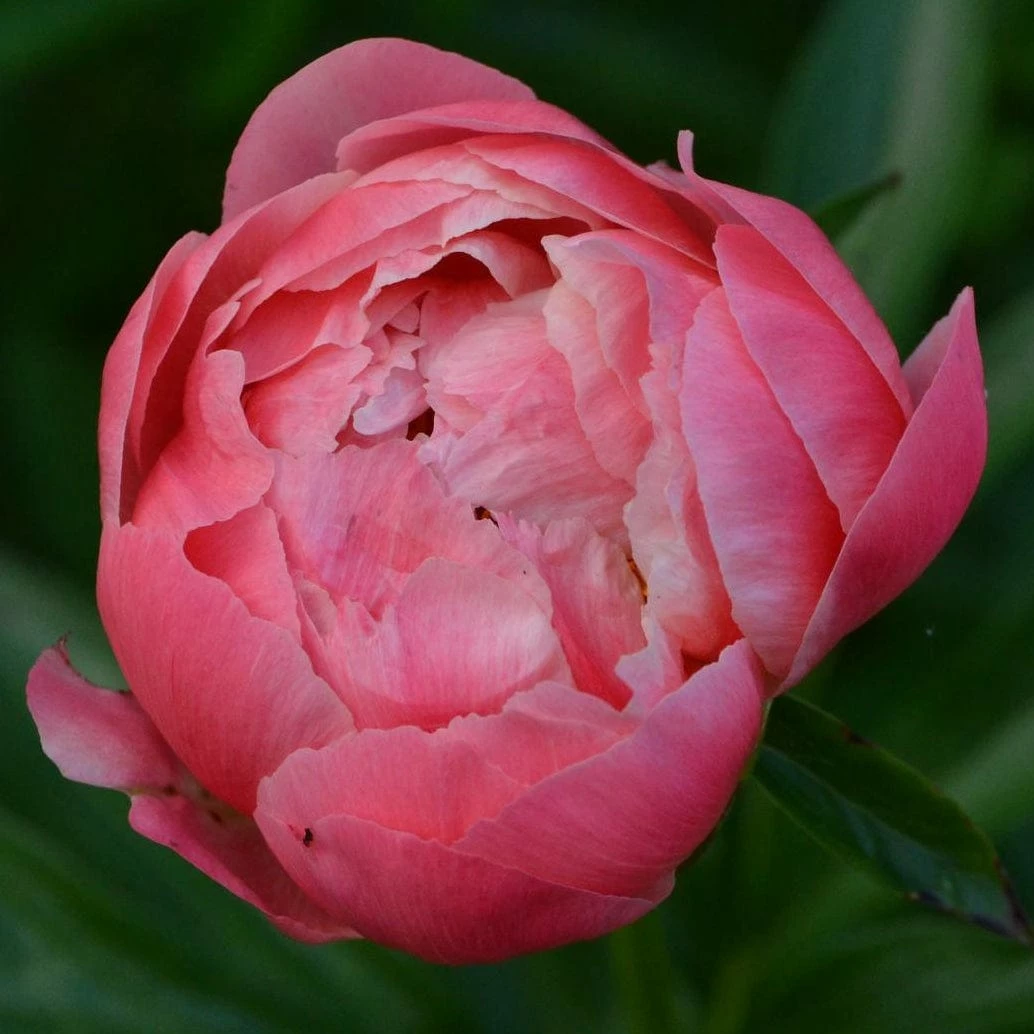 Roots Plants Peony 'Coral Charm' 8 Roots Plants Peony 'Coral Charm'