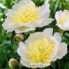 Roots Plants Perennials Peony 'Honey Gold'