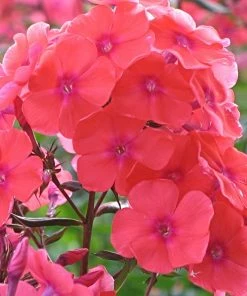 Roots Plants Phlox 'Sweet Summer Orange Rose' Perennials 7 Roots Plants Phlox 'Sweet Summer Orange Rose' Perennials
