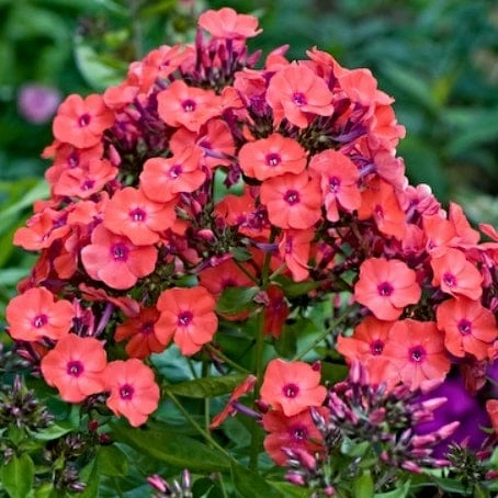 Roots Plants Phlox 'Sweet Summer Orange Rose' Perennials 4 Roots Plants Phlox 'Sweet Summer Orange Rose' Perennials