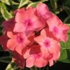 Roots Plants Phlox 'Sweet Summer Orange Rose' Perennials 2 Roots Plants Phlox 'Sweet Summer Orange Rose' Perennials