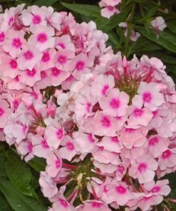 Roots Plants Phlox 'Sweet Summer Soft Pink' Perennials