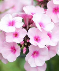 Roots Plants Phlox 'Sweet Summer Soft Pink' Perennials
