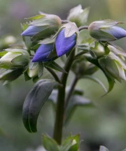 Roots Plants Polemonium 'Bressingham Purple' Perennials 8 Roots Plants Polemonium 'Bressingham Purple' Perennials