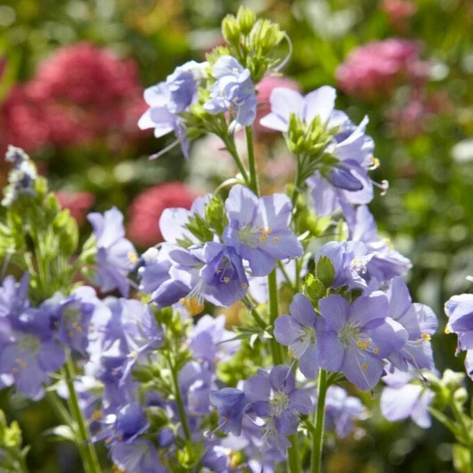 Roots Plants Polemonium 'Brise D'Anjou' 3 Roots Plants Polemonium 'Brise D'Anjou'