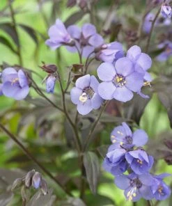 Roots Plants Polemonium 'Heaven Scent'