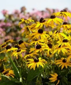 Roots Plants Rudbeckia 'Little Goldstar' Perennials 10 Roots Plants Rudbeckia 'Little Goldstar' Perennials