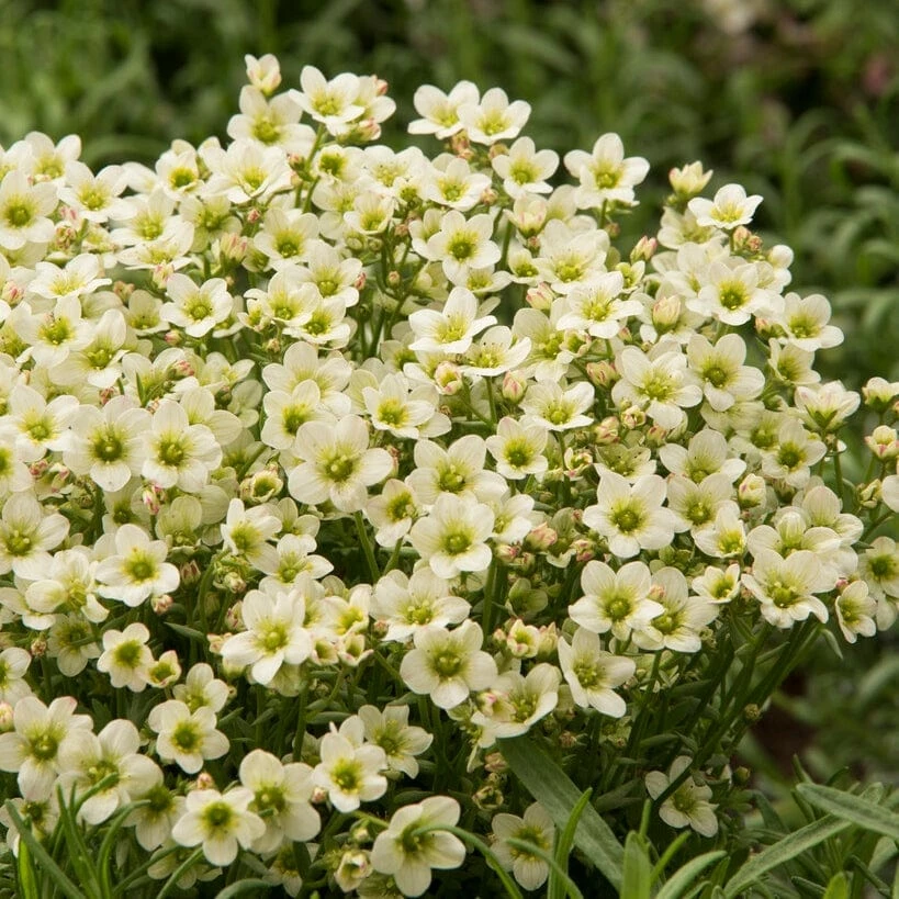Roots Plants Saxifraga 'Touran Limegreen' 3 Roots Plants Saxifraga 'Touran Limegreen'