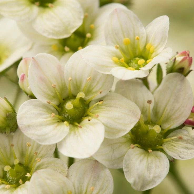 Roots Plants Saxifraga 'Touran Limegreen' 4 Roots Plants Saxifraga 'Touran Limegreen'