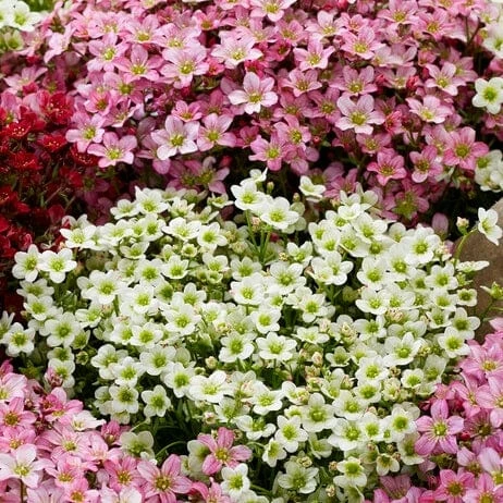 Roots Plants Saxifraga 'Touran Limegreen' 5 Roots Plants Saxifraga 'Touran Limegreen'