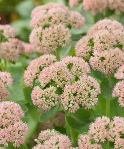 Roots Plants Sedum'Autumn Joy'