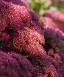 Roots Plants Sedum 'Autumn Joy' 7 Roots Plants Sedum 'Autumn Joy'