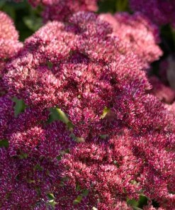 Roots Plants Sedum'Rose Carpet'